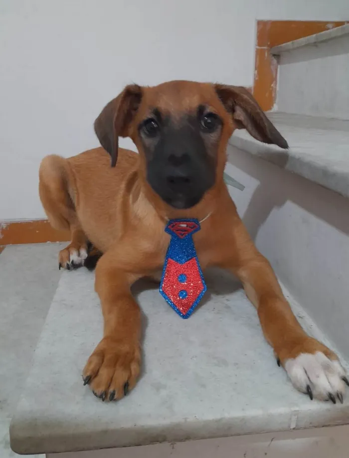 Cachorro ra a SRD-ViraLata idade 2 a 6 meses nome Dion