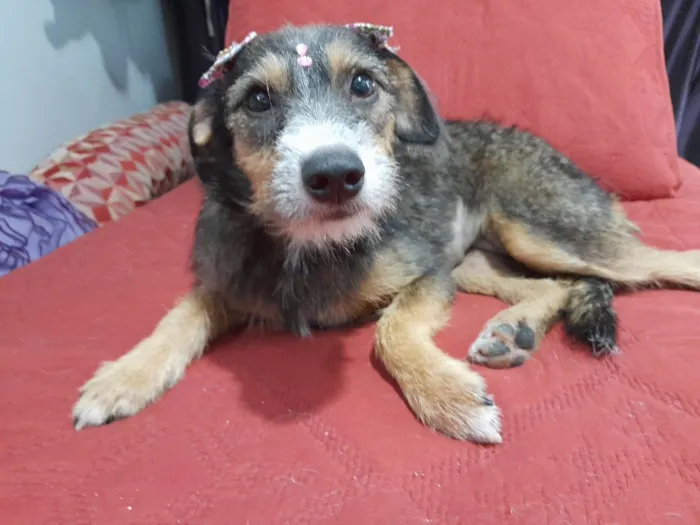 Cachorro ra a SRD-ViraLata idade 1 ano nome Filo