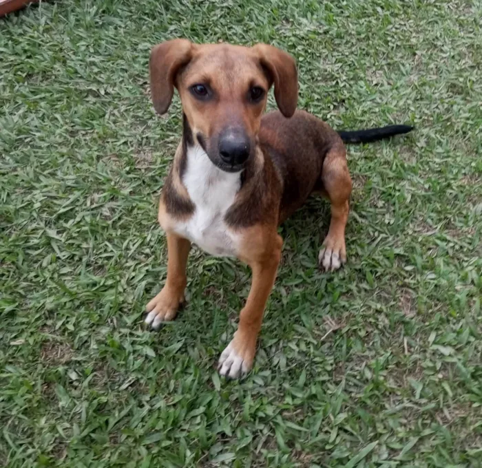 Cachorro ra a SRD-ViraLata idade 7 a 11 meses nome Luna