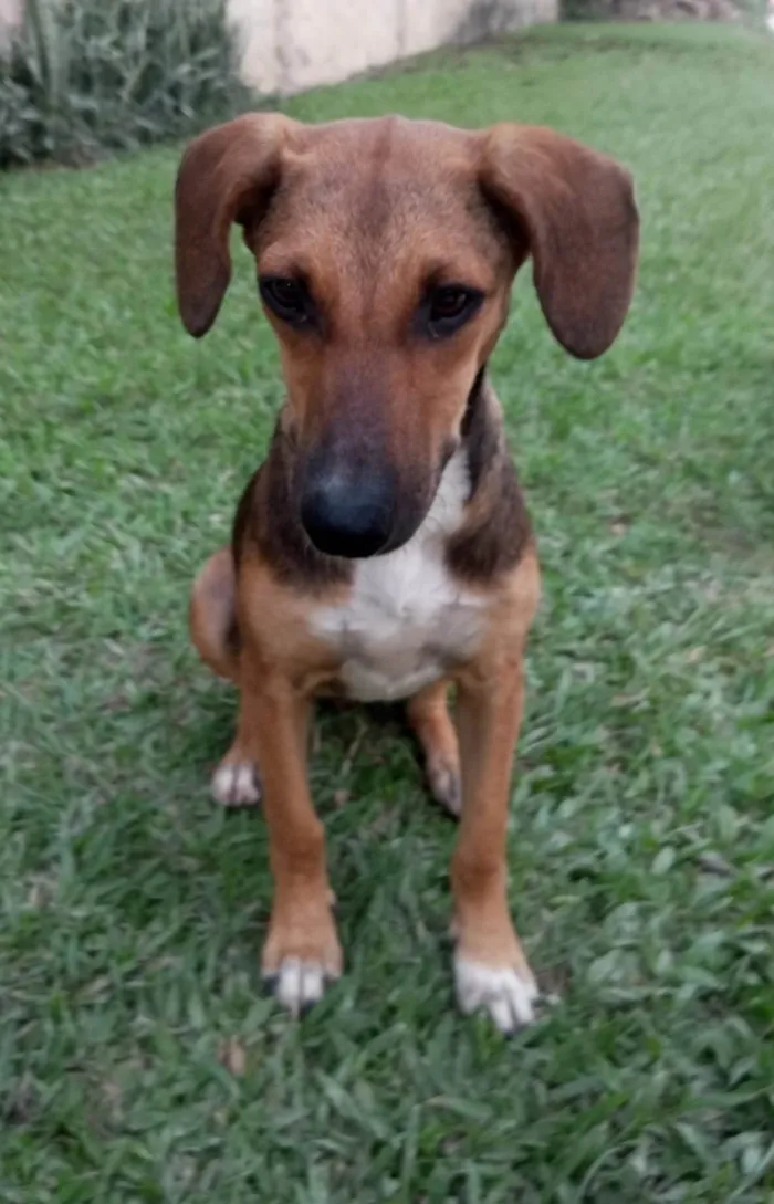 Cachorro ra a SRD-ViraLata idade 7 a 11 meses nome Luna