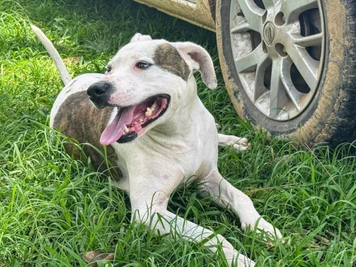 Cachorro ra a Pit-Bull idade 2 anos nome Theo 