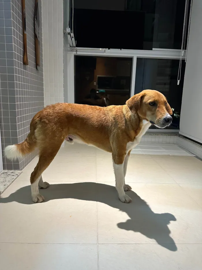 Cachorro ra a SRD-ViraLata idade 2 anos nome Cachorro 