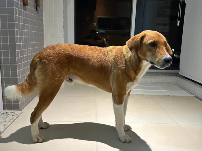 Cachorro ra a SRD-ViraLata idade 2 anos nome Cachorro 