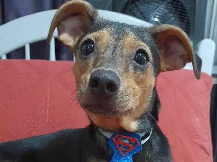 Cachorro ra a Mestiço de pincher idade 7 a 11 meses nome Gael 