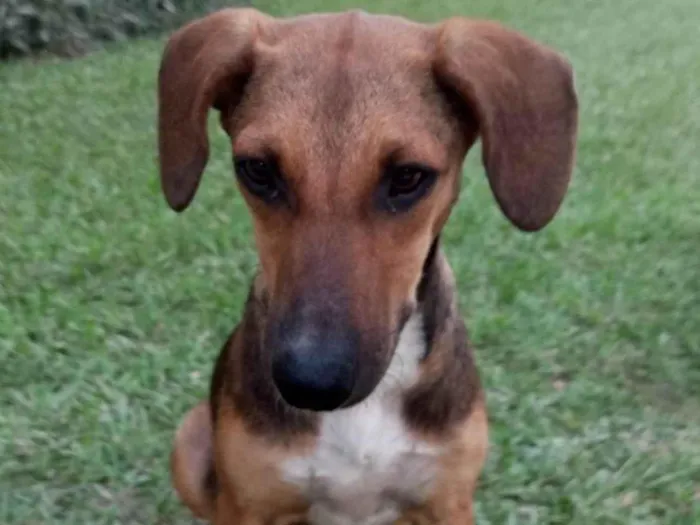 Cachorro ra a SRD-ViraLata idade 7 a 11 meses nome Luna