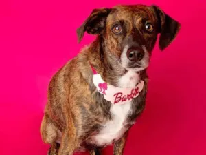Cachorro raça SRD-ViraLata idade 1 ano nome Nutella 