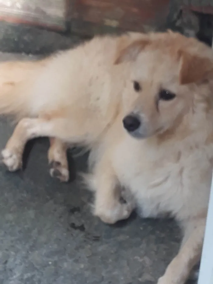 Cachorro ra a Não sei  idade  nome Não sei