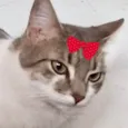 Safira