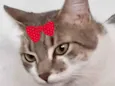 Safira