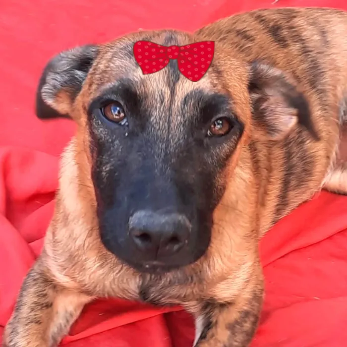 Cachorro ra a Mestica  idade 2 a 6 meses nome Dandara 