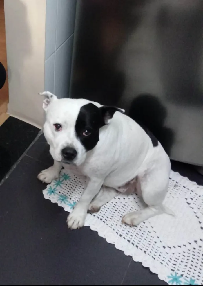 Cachorro ra a Stafbulterrie  idade 4 anos nome Nina 