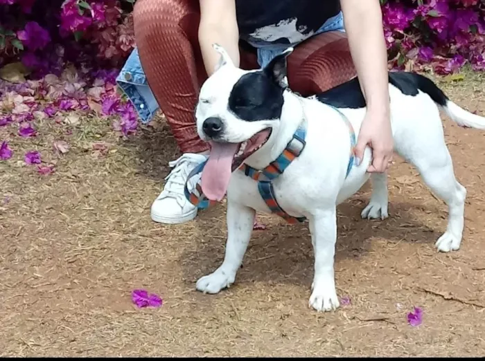 Cachorro ra a Stafbulterrie  idade 4 anos nome Nina 