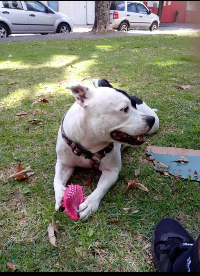 Cachorro ra a Stafbulterrie  idade 4 anos nome Nina 