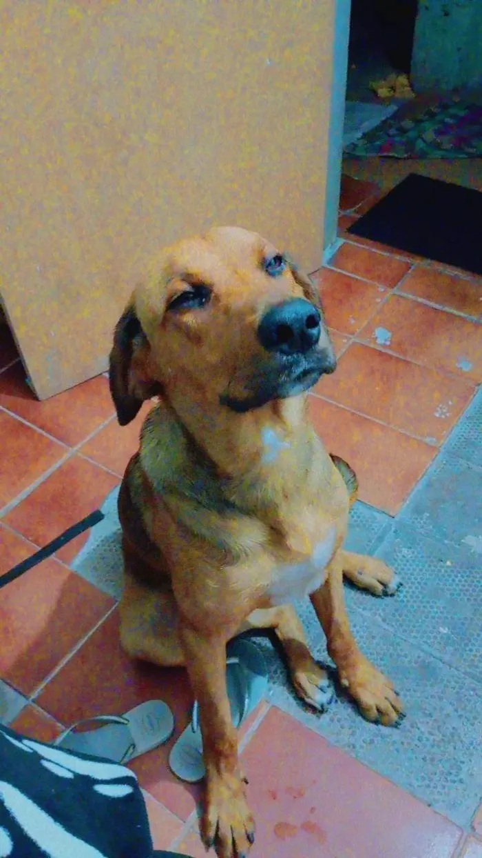 Cachorro ra a Não definida  idade 3 anos nome Spike 