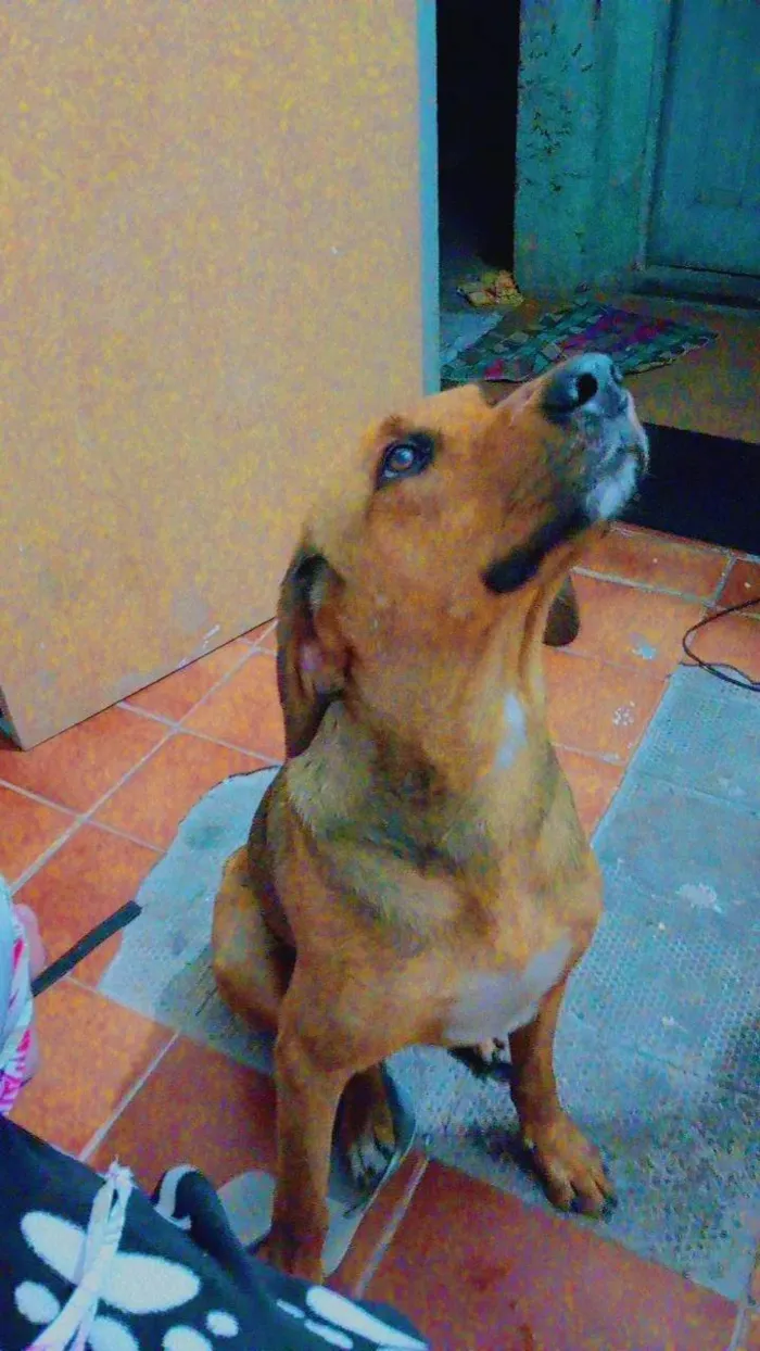 Cachorro ra a Não definida  idade 3 anos nome Spike 