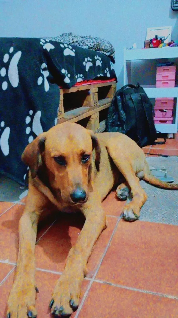 Cachorro ra a Não definida  idade 3 anos nome Spike 