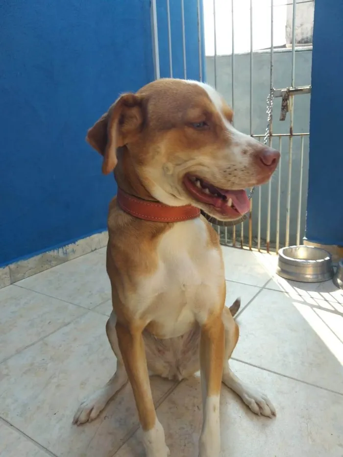 Cachorro ra a SRD-ViraLata idade 1 ano nome Shakira