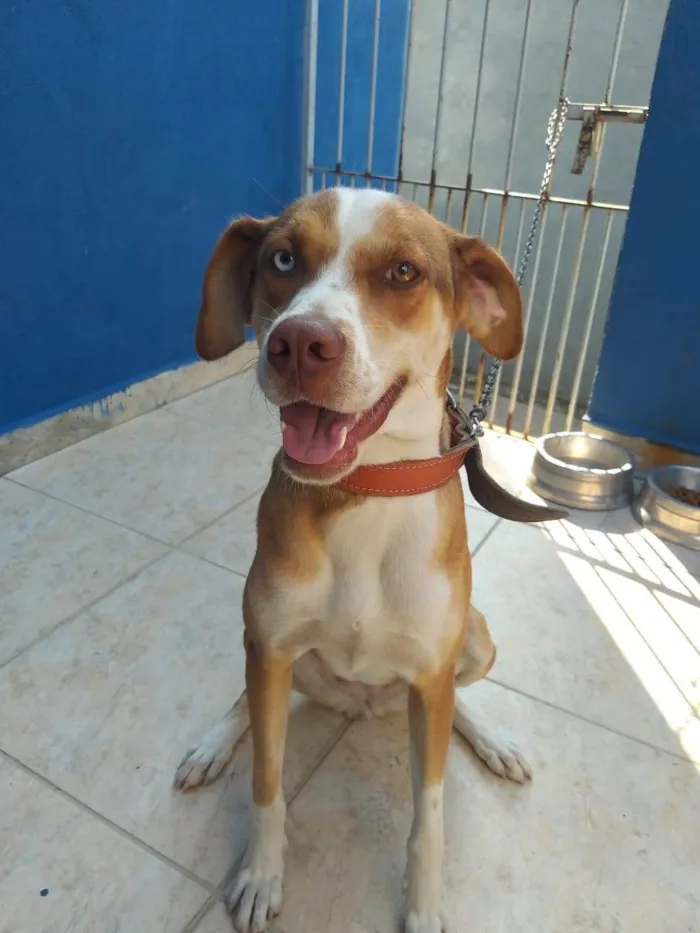 Cachorro ra a SRD-ViraLata idade 1 ano nome Shakira