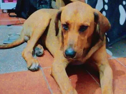 Cachorro raça Não definida  idade 3 anos nome Spike 