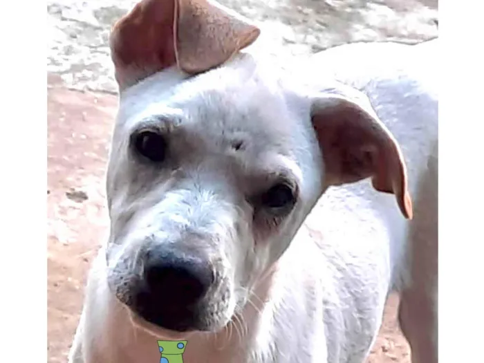 Cachorro ra a Mestico  idade 2 a 6 meses nome Milk 