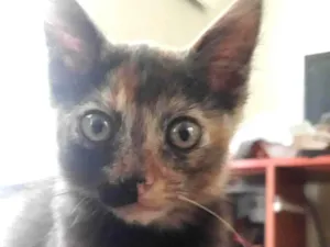 Gato raça SRD-ViraLata idade 2 a 6 meses nome Mini Nyx