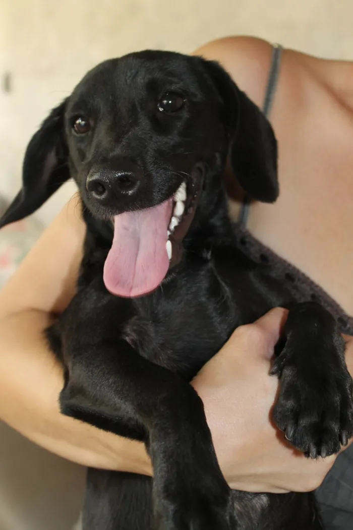 Cachorro ra a Dachshund Mix idade 7 a 11 meses nome Zoro