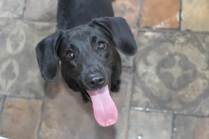 Cachorro ra a Dachshund Mix idade 7 a 11 meses nome Zoro