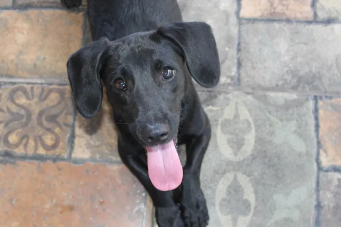 Cachorro ra a Dachshund Mix idade 7 a 11 meses nome Zoro