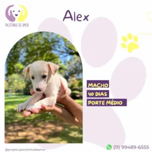 Cachorro raça SRD-ViraLata idade Abaixo de 2 meses nome Alex