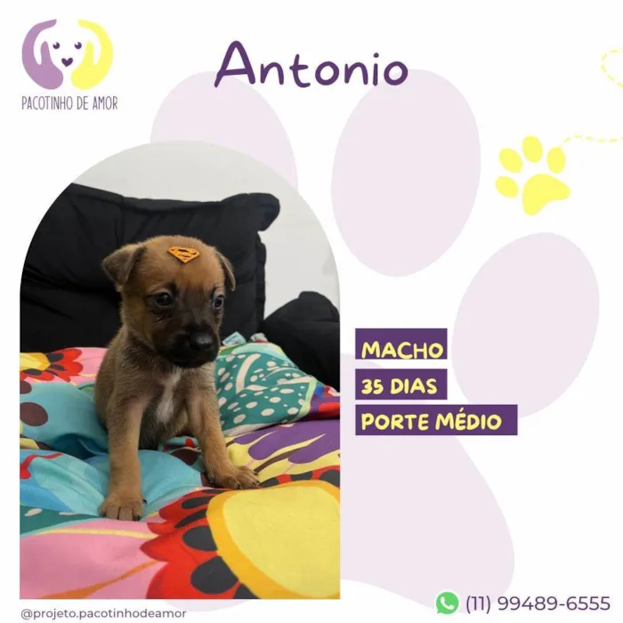 Cachorro ra a SRD-ViraLata idade Abaixo de 2 meses nome Antonio