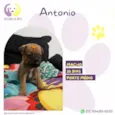 Antonio