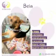Bela