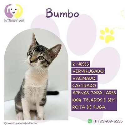 Gato ra a SRD-ViraLata idade 2 a 6 meses nome Bumbo