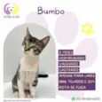 Bumbo