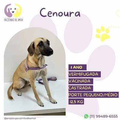 Cachorro ra a SRD-ViraLata idade 1 ano nome Cenoura