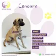 Cenoura