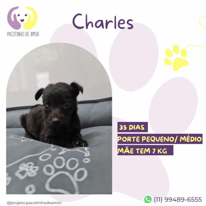 Cachorro ra a SRD-ViraLata idade Abaixo de 2 meses nome Charles