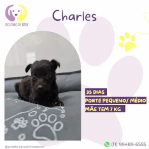 Cachorro raça SRD-ViraLata idade Abaixo de 2 meses nome Charles