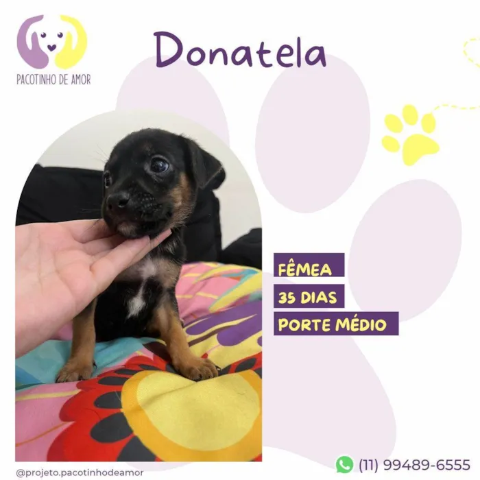 Cachorro ra a SRD-ViraLata idade Abaixo de 2 meses nome Donatela