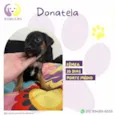 Donatela