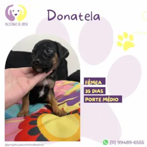 Cachorro raça SRD-ViraLata idade Abaixo de 2 meses nome Donatela