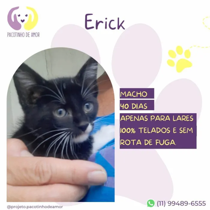 Gato ra a SRD-ViraLata idade Abaixo de 2 meses nome Erick