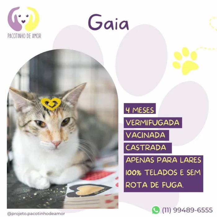 Gato ra a SRD-ViraLata idade Abaixo de 2 meses nome Gaia