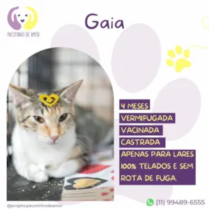 Gato raça SRD-ViraLata idade Abaixo de 2 meses nome Gaia