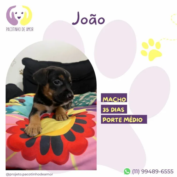 Cachorro ra a SRD-ViraLata idade Abaixo de 2 meses nome Joao