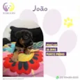 Joao