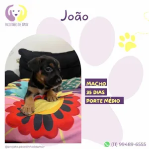 Cachorro raça SRD-ViraLata idade Abaixo de 2 meses nome Joao