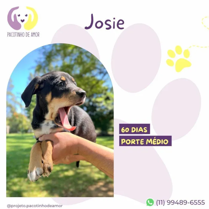 Cachorro ra a SRD-ViraLata idade 2 a 6 meses nome Josie