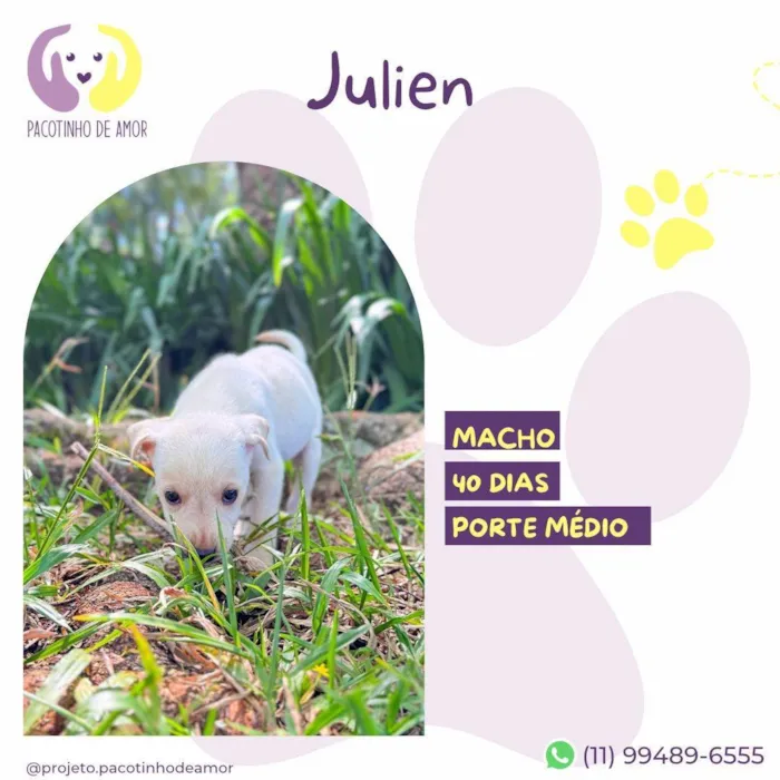 Cachorro ra a SRD-ViraLata idade Abaixo de 2 meses nome Julien