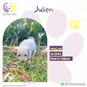 Cachorro raça SRD-ViraLata idade Abaixo de 2 meses nome Julien